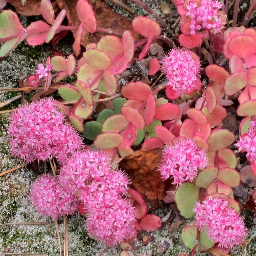 Sedum sieboldii  - October Daphne Stonecrop