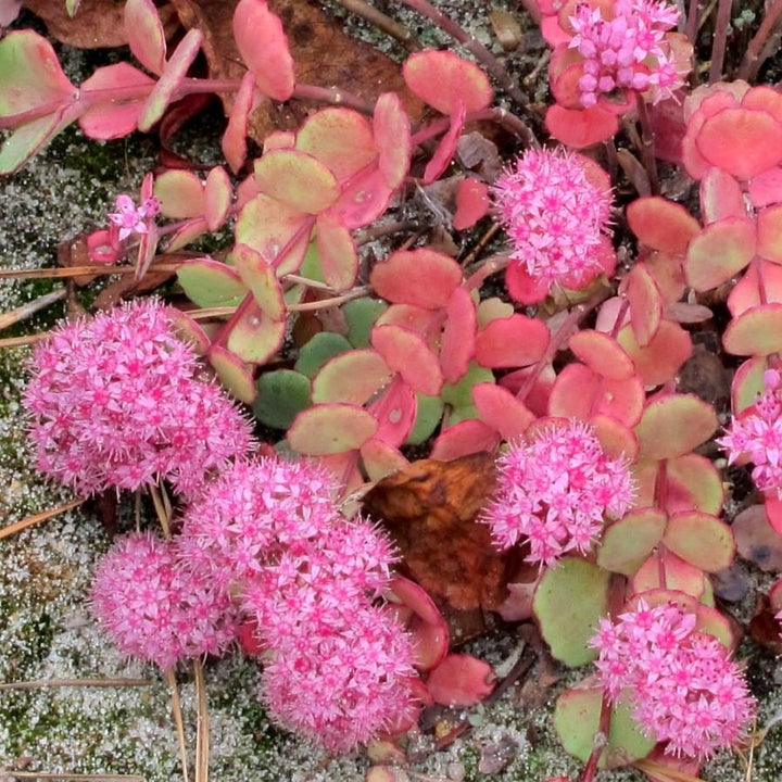 Sedum sieboldii  - October Daphne Stonecrop