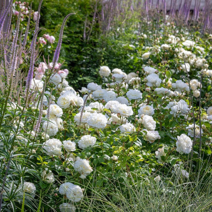 Rosa 'Ausnoble'  - Tranquility® Rose