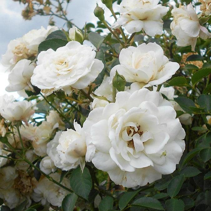 Rosa 'White Dawn'  - White Dawn Rose