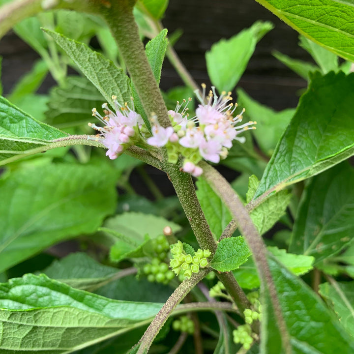 Callicarpa americana  - American Beautyberry