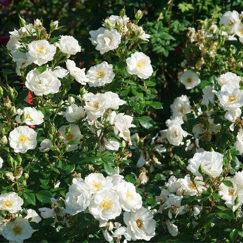 Rosa 'Bozmillwin' PP28197   - PW® Color Choice® Oso Easy Ice Bay® Rose