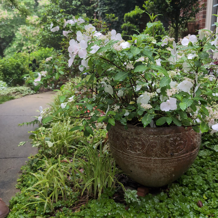 Hydrangea x ‘Fairytrail Bride'  - Fairytrail Bride® Cascade Hydrangea