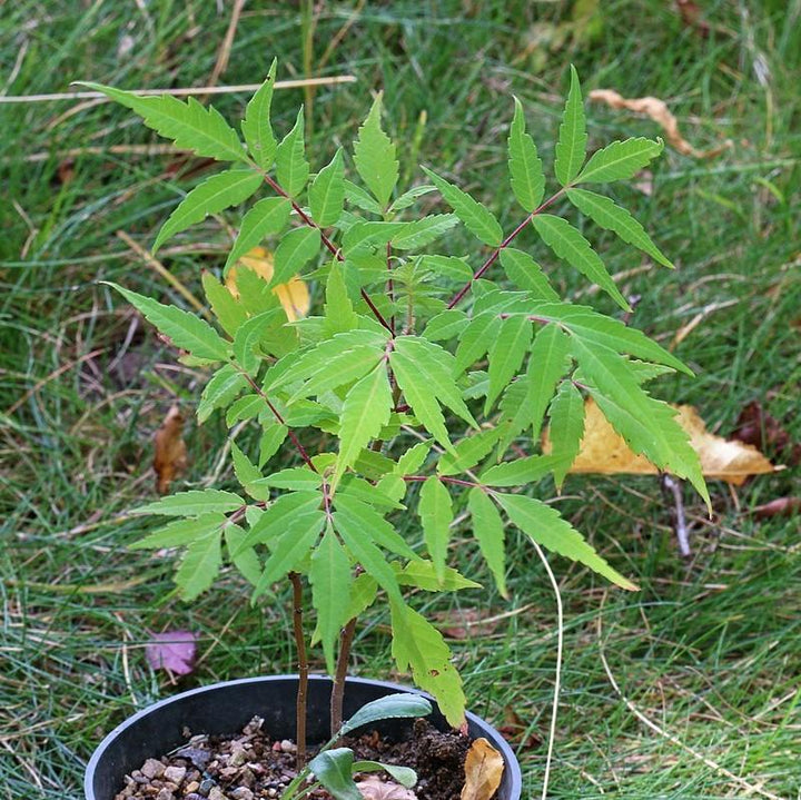 Rhus glabra  - Smooth Sumac