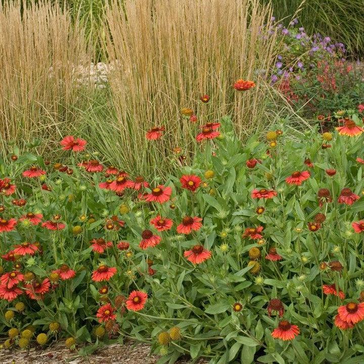 Gaillardia aristata 'Burgundy'  - Burgundy Blanket Flower