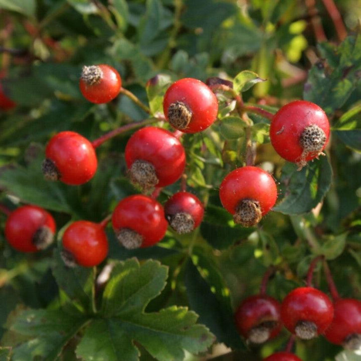 Rosa carolina  - Carolina Rose