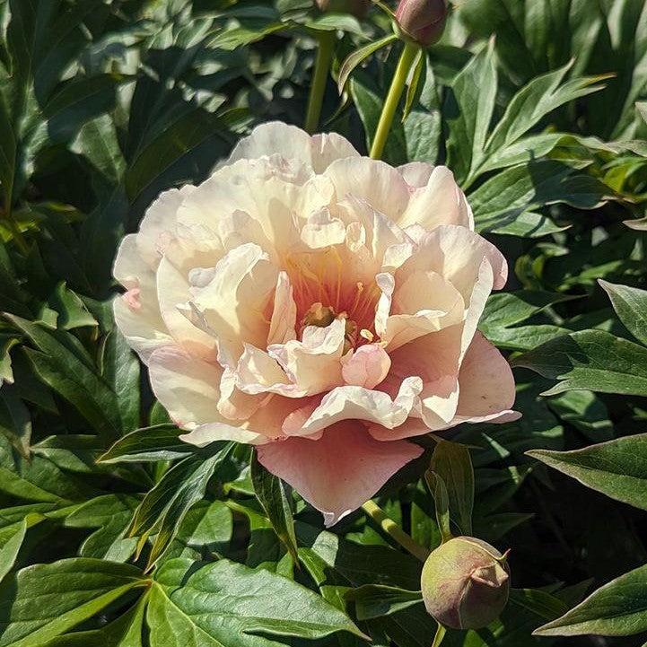 Paeonia 'Scrumdiddlyumptious'  - Scrumdiddlyumptious Itoh Peony