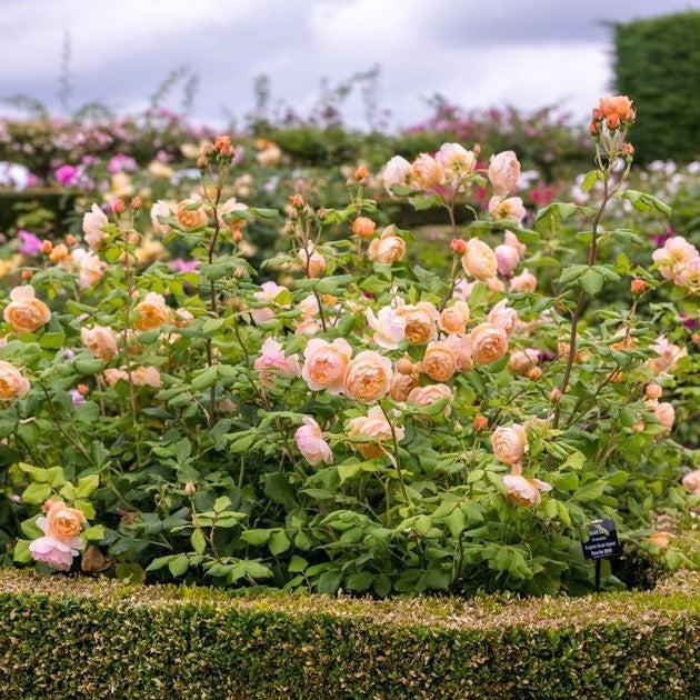 Rosa 'Ausowlish'  - Roald Dahl Rose