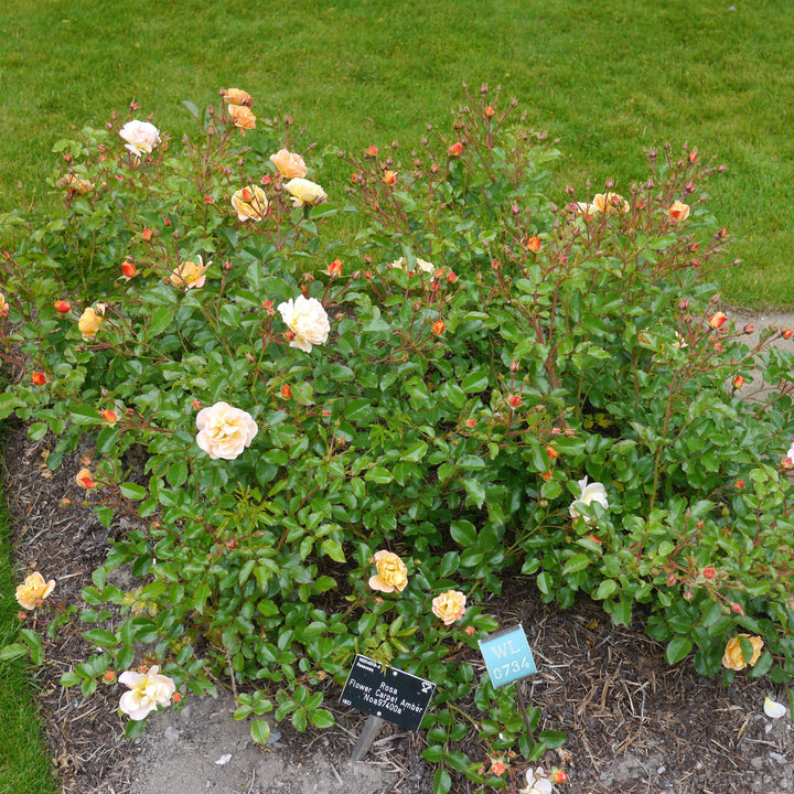 Rosa x 'NOA97400A'  - Flower Carpet® Amber Rose