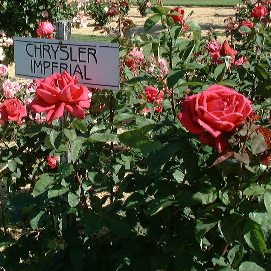 Rosa 'Chrysler Imperial'  - Chrysler Imperial Rose