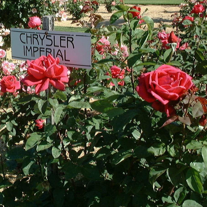 Rosa 'Chrysler Imperial'  - Chrysler Imperial Rose
