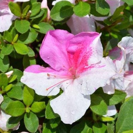 Rhododendron ‘Conlep’  - Encore® Autumn Twist™ Azalea
