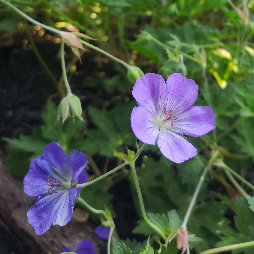 Geranium 'Azure Rush'  - Azure Rush Cranesbill