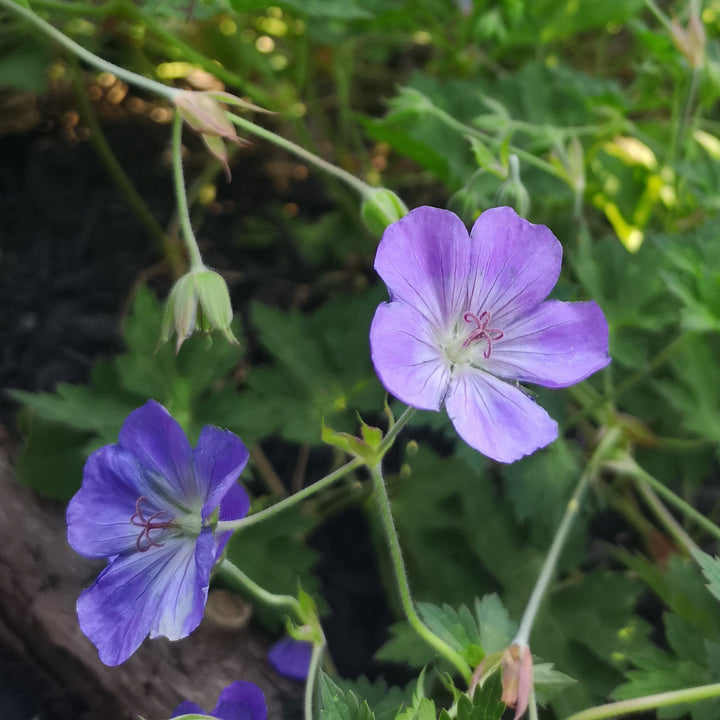 Geranium 'Azure Rush'  - Azure Rush Cranesbill