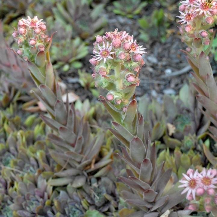 Sempervivum 'Purple Beauty'  - Purple Beauty Hens and Chicks
