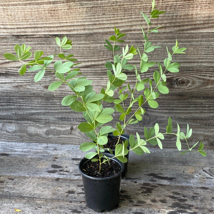 Baptisia australis  - Blue False Indigo