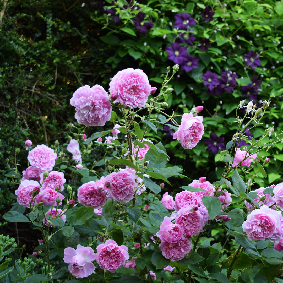 Rosa 'Aushouse'  - Harlow Carr Rose