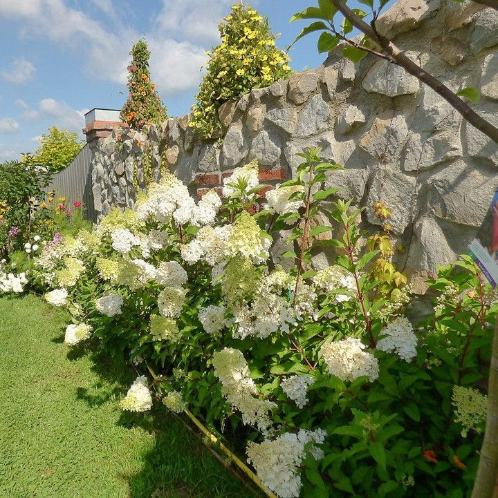 Hydrangea paniculata 'Renba' PP28,509  - First Editions® Berry White® Hydrangea