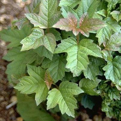 Viburnum opulus 'Nanum'  - Nanum European Cranberrybush