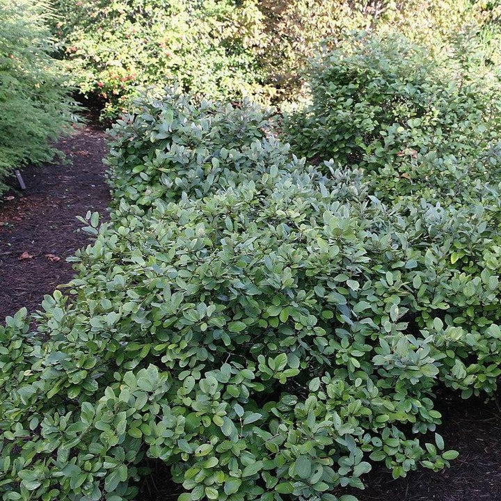 Fothergilla gardenii 'Blue Mist'  - Blue Mist Fothergilla