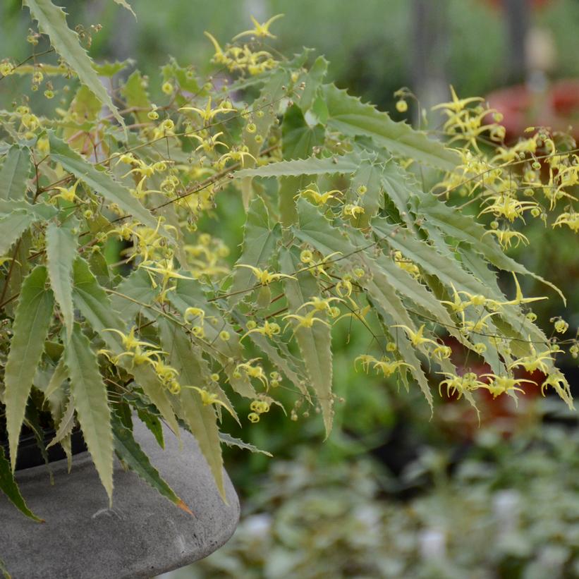 Epimedium spp. nova 'Spine Tingler'  - Spine Tingler Barrenwort