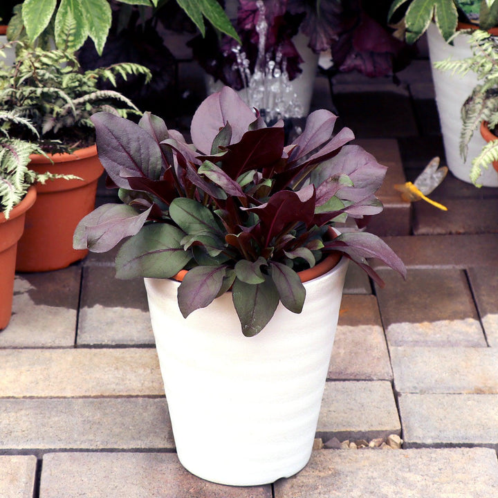 Penstemon digitalis 'TNPENDB'  - DAKOTA™ Burgundy Beardtongue