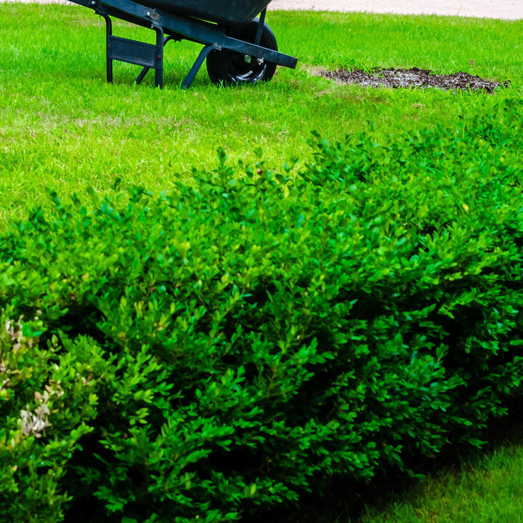Buxus sinica var. insularis 'Franklin's Gem'  - Franklin's Gem Korean Boxwood