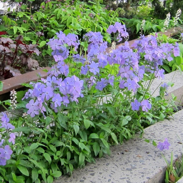 Phlox divaricata 'Blue Moon'  - Blue Moon Woodland Phlox