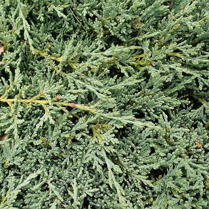 Juniperus horizontalis 'Monber'  - Icee Blue® Juniper