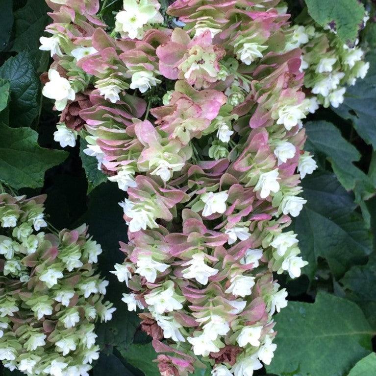 Hydrangea quercifolia 'Snowcicle'  - Snowcicle Hydrangea