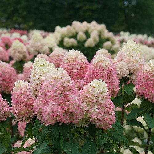 Hydrangea paniculata 'SMNHPPH'  - Proven Winners® Limelight Prime® Hydrangea