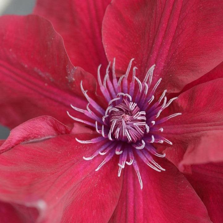 Clematis 'Evipo079'  - Nubia™ Clematis