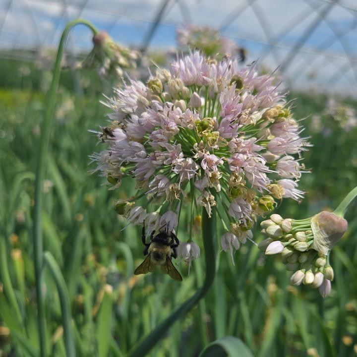 Allium ‘Bobblehead’  - Bobblehead Ornamental Onion