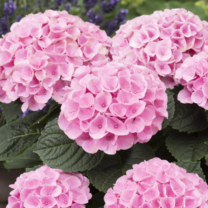 Hydrangea macrophylla 'Hokomarore'  - Magical® Elizabeth Ashley Hydrangea
