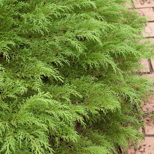 Microbiota decussata 'Prides'  - Celtic Pride® Siberian Cypress