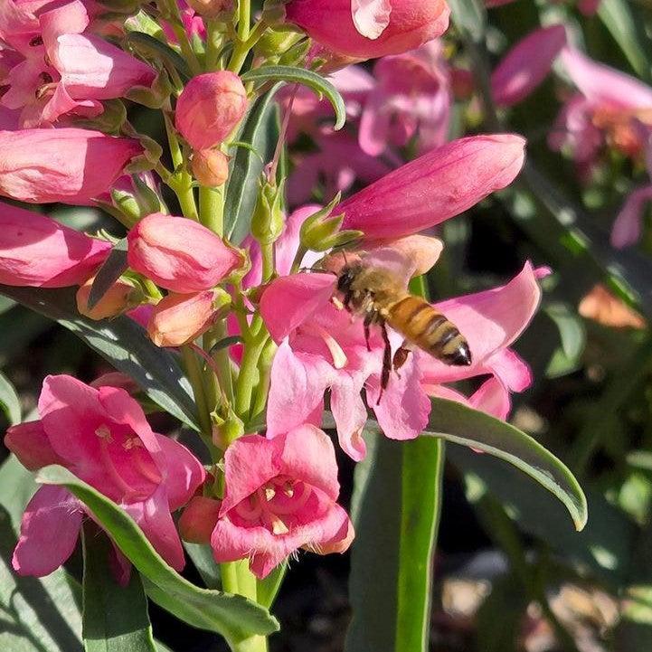 Penstemon 'Pristine Pink'  - Pristine Pink Beardtongue
