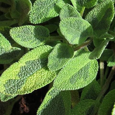 Salvia officinalis 'Icterina'  - Icterina Golden Sage