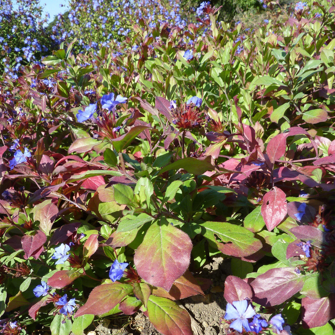 Ceratostigma plumbaginoides  - Hardy Plumbago, Leadwort