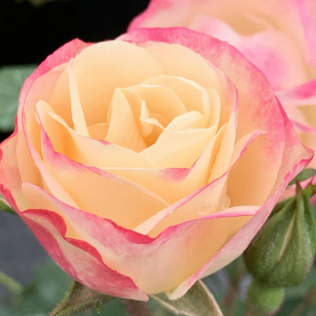 Rosa 'Radmeadow'  - Enchanted Meadow™ Rose