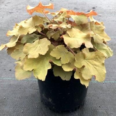 Heuchera 'Caramel' PP16,560  - Caramel Coral Bells, Heuchera