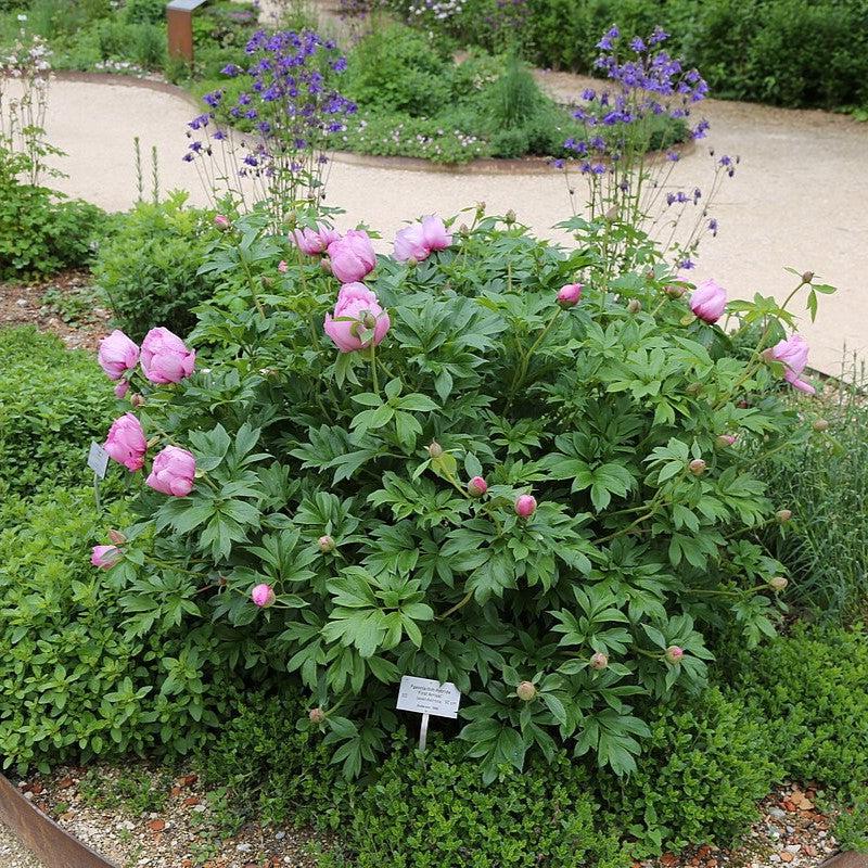 Paeonia 'First Arrival'  - First Arrival Itoh Peony