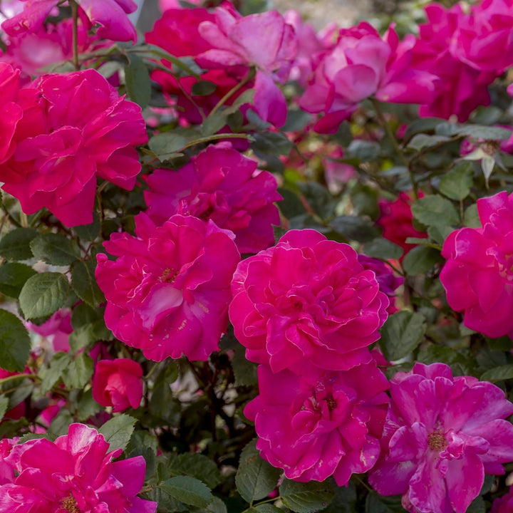 Rosa 'Radwire' PP 29,533  - Highwire Flyer™ Rose