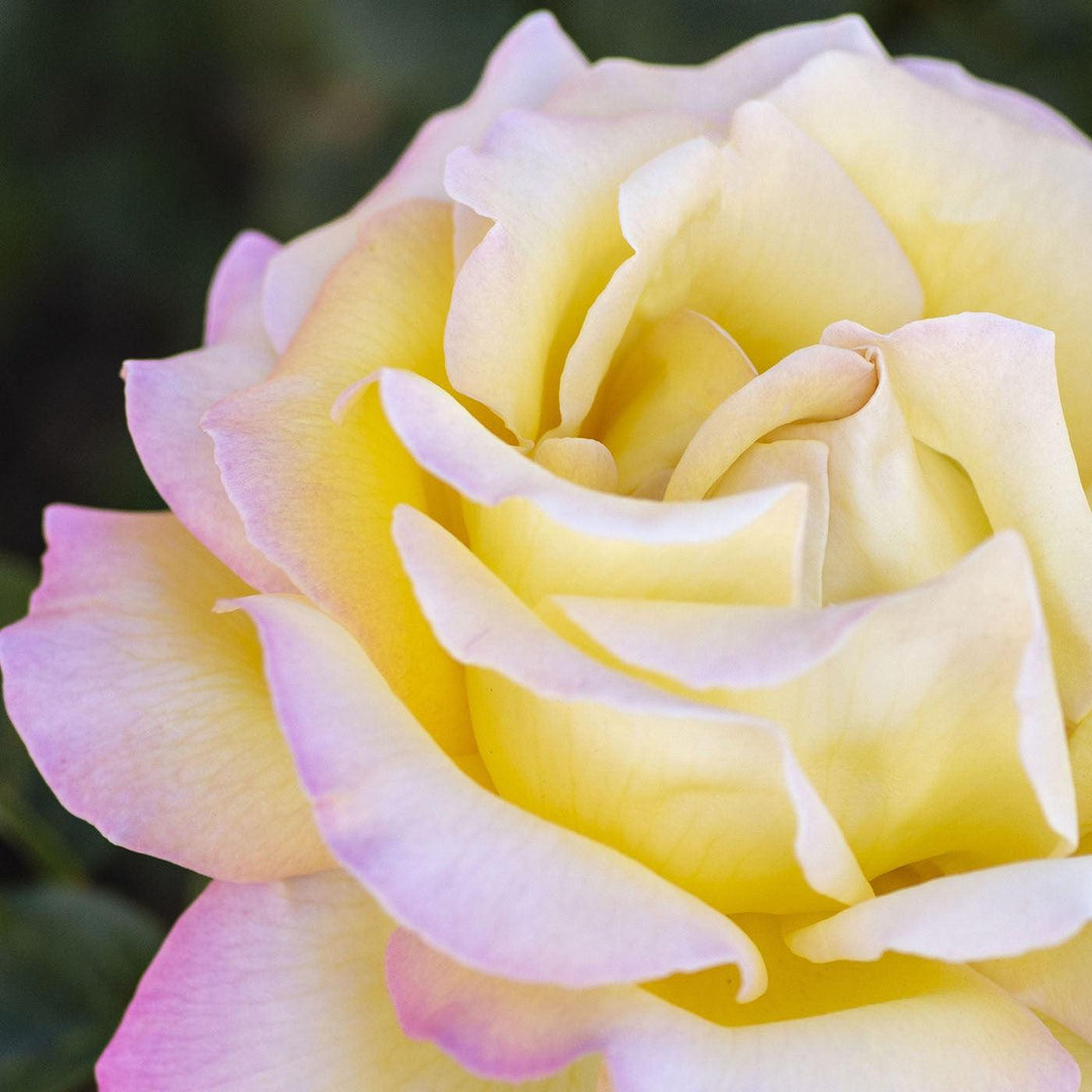 Rosa 'Peace'  - Peace Rose