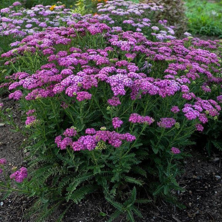 Achillea ’Firefly Fuchsia’  - PW® Firefly Fuchsia Yarrow