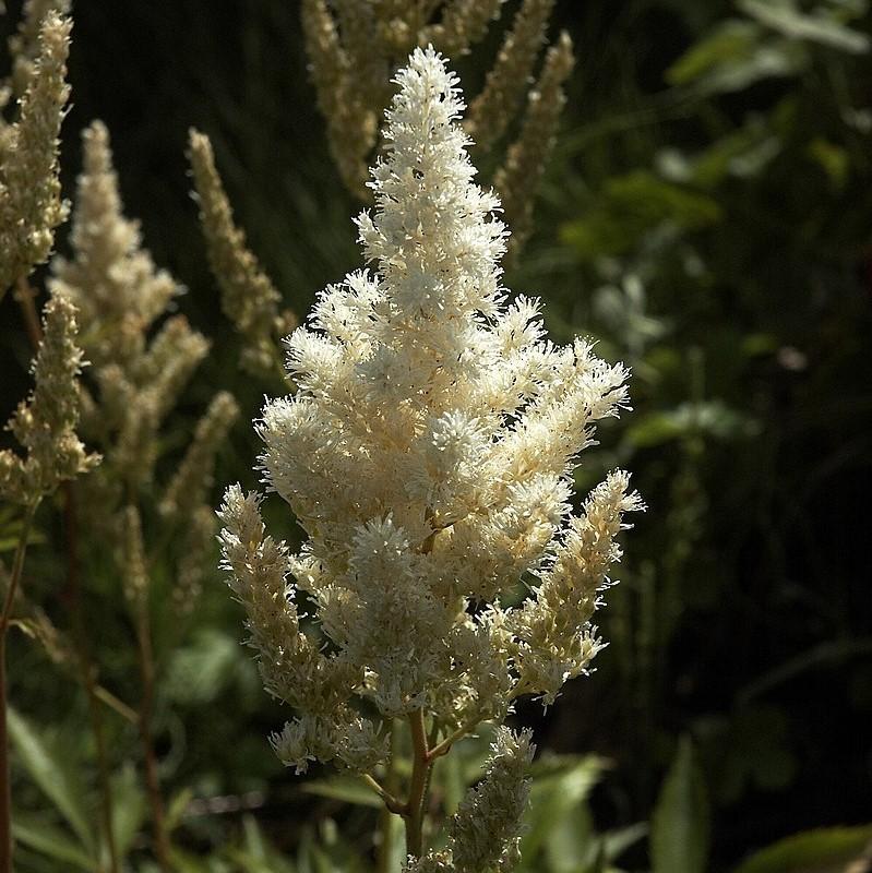Astilbe japonica 'Deutschland'  - Deutschland Japanese Astilbe
