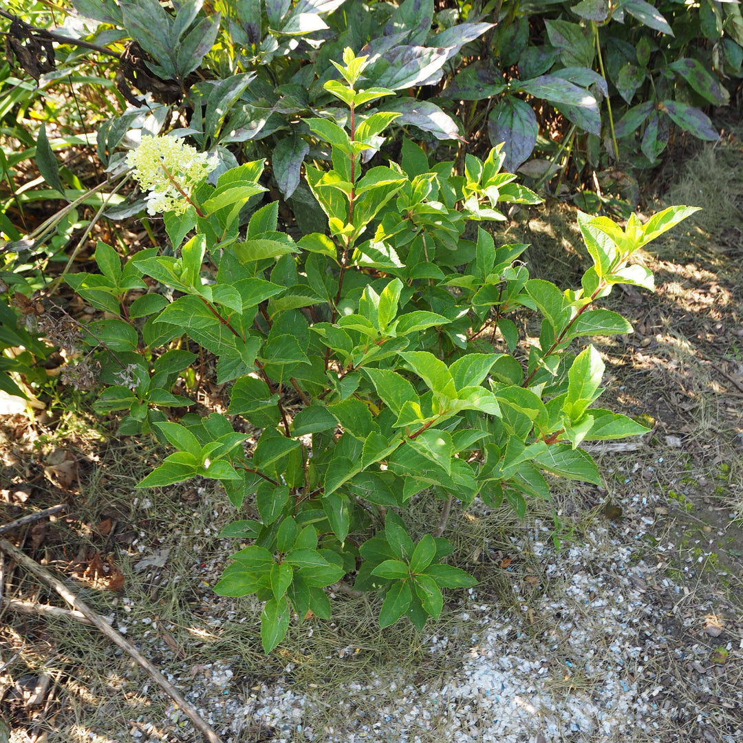 Hydrangea paniculata 'Renba' PP28,509  - First Editions® Berry White® Hydrangea