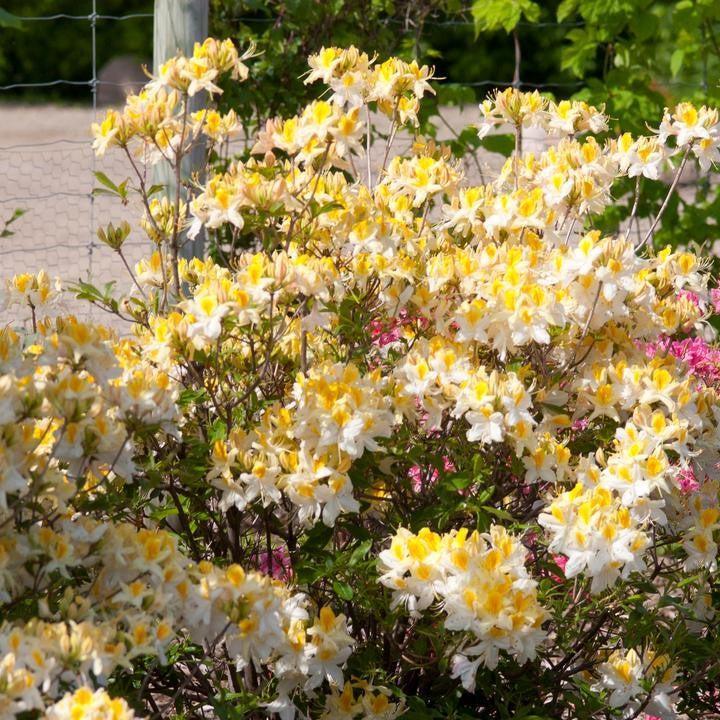 Rhododendron 'Northern Hi-Lights'  - Northern Hi-Lights Azalea