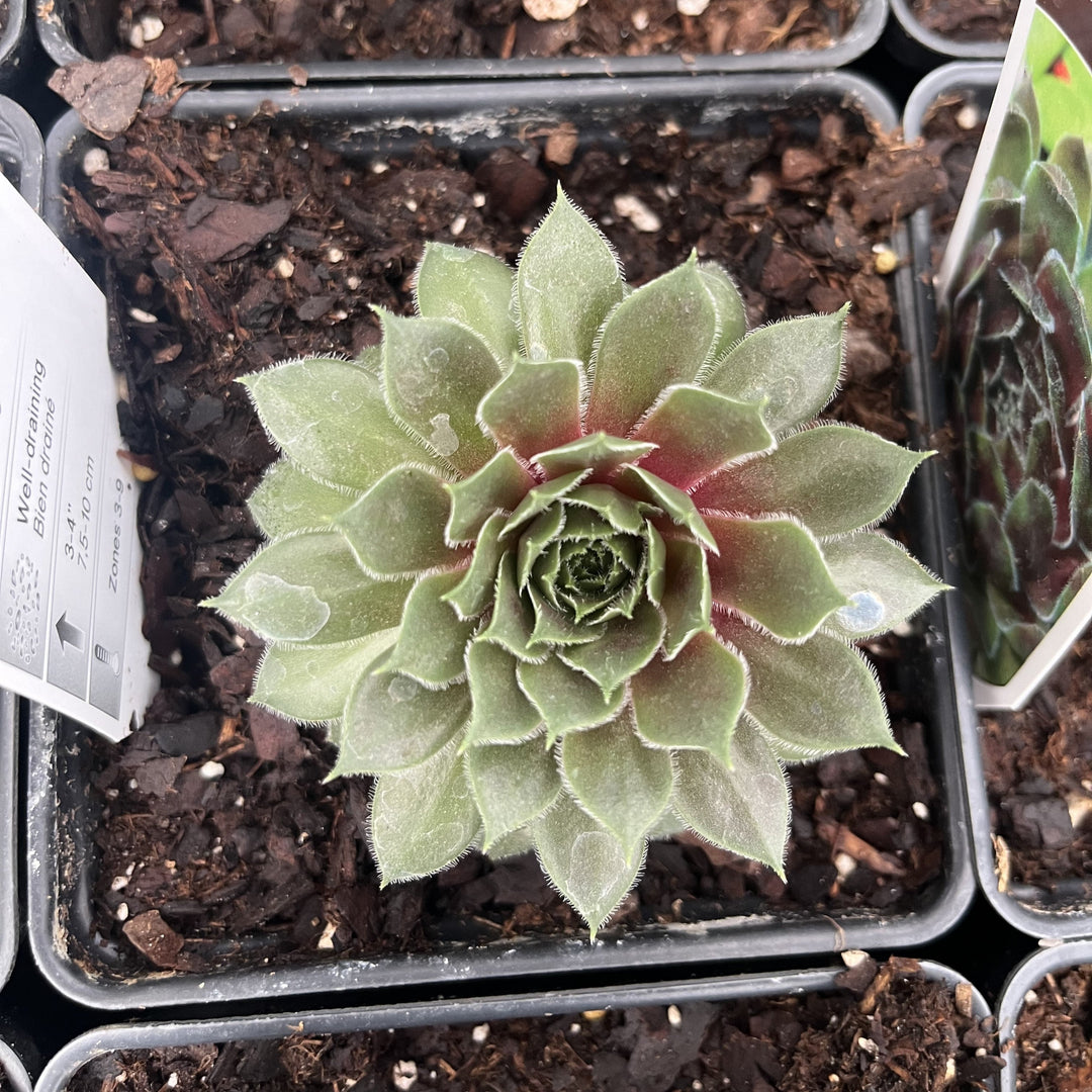 Sempervivum 'Ruby Heart'  - Ruby Heart Hens and Chicks