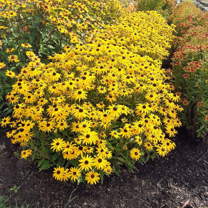 Rudbeckia fulgida var. sullivantii 'Gold Blitz'  - Gold Blitz Black-Eyed Susan
