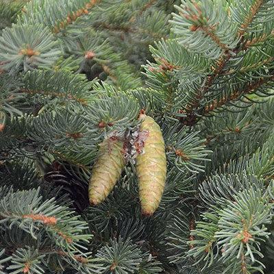 Picea glauca  - White Spruce
